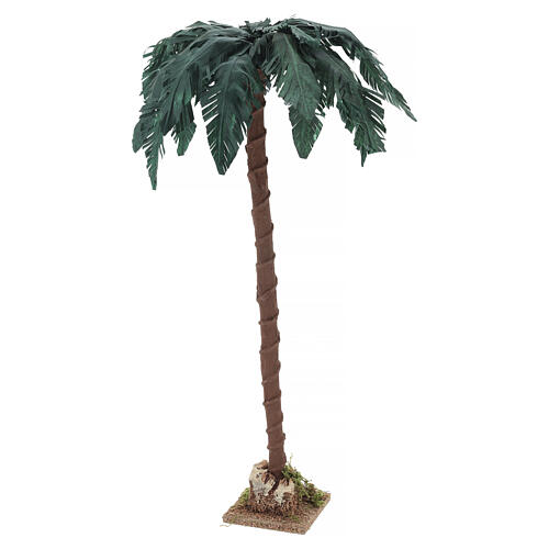 Palma única altura 50 cm belén 18-30 cm 6