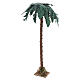 Palma única altura 50 cm belén 18-30 cm s1