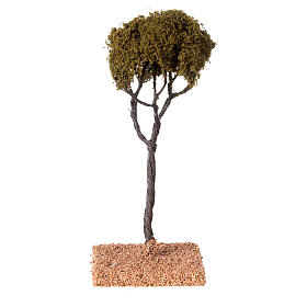 Pino marittimo H 12 cm presepe 4/6 cm