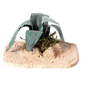Aloes na pustyni, szopka 18/30 cm