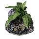 Agave plant with rock for Neapolitan Nativity Scene with 8-10 cm characters, real height 10 cm s1