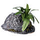 Agave with rock, real h 8-10 cm for Neapolitan nativity scene 6-8 cm s2