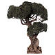 Drzewo oliwne rozgałęzione miniatura do szopki neapolitańskiej 8-10 cm, h 35 cm s1