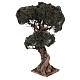Drzewo oliwne rozgałęzione miniatura do szopki neapolitańskiej 8-10 cm, h 35 cm s2