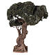 Drzewo oliwne rozgałęzione miniatura do szopki neapolitańskiej 8-10 cm, h 35 cm s4