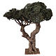 Drzewo oliwne rozgałęzione w miniaturze do szopki neapolitańskiej 8-10 cm, h 45 cm s1