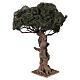 Drzewo oliwne rozgałęzione w miniaturze do szopki neapolitańskiej 8-10 cm, h 45 cm s2