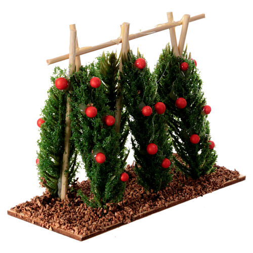 Pomidorowe krzaki pnące do szopki 10-12 cm 2