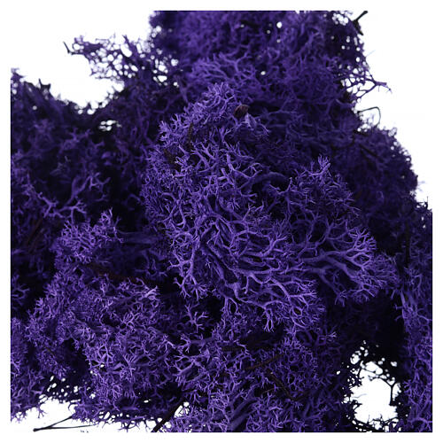 Lichene viola lavanda presepe 90 gr 2