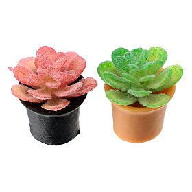 Conjunto 2 plantas 2,5 cm presépio 8-10 cm