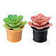 Conjunto 2 plantas 2,5 cm presépio 8-10 cm s1