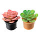 Conjunto 2 plantas 2,5 cm presépio 8-10 cm s2