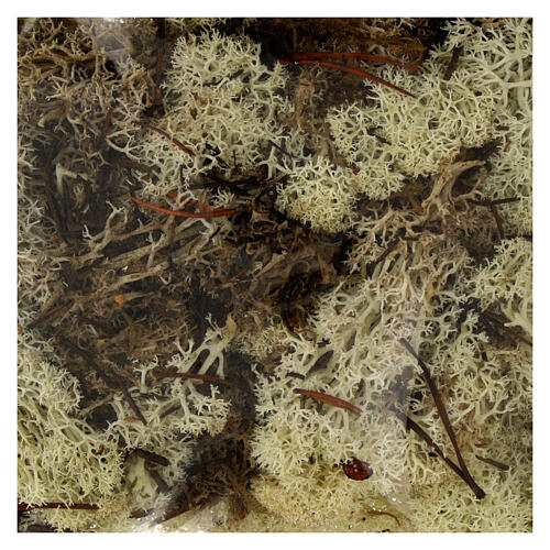 White and brown lichen, 100 g 2