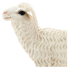 Estátua ovelha de pé 35 cm fibra de vidro pintada para presépio Landi altura média 65 cm; exterior