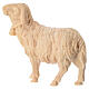 Sheep with bell in natural wood mountain pine nativity 10 cm s4