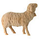 Schaf mit Glocke, für 12 cm Grödner Krippe, Linie Montano Cirmolo, aus Naturholz s2