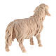 Schaf, nach vorn blickend, für 10 cm Grödner Krippe, Linie Montano Cirmolo, aus Naturholz s3