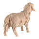 Mouton qui regarde devant soi crèche de montagne pin cembro naturel 10 cm s3