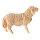 Schaf, nach vorn blickend, für 12 cm Grödner Krippe, Linie Montano Cirmolo, aus Naturholz s2