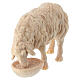 Drinking sheep for Mountain Nativity Scene of 10 cm, natural Swiss pinewood s2