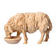 Sheep drinking Montano Cirmolo natural wood nativity scene 10 cm s1
