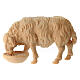 Drinking sheep for a 12 cm Mountain Nativity Scene in natural Swiss pinewood s1