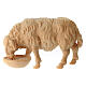 Sheep drinking stone pine natural wood 12 cm nativity scene s1