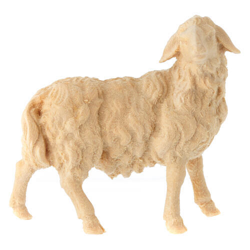 Figurine mouton tête vers droite crèche de montagne 12 cm pin cembro naturel 1