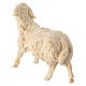 Figurine mouton tête vers gauche pour crèche de montagne pin cembro naturel 10 cm s3