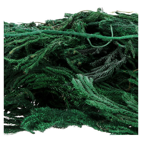 Clubmoss, bag of 60g 2