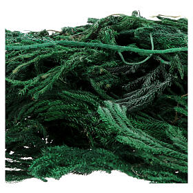 Muschio licopodio 60 gr