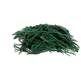 Muschio licopodio 30 gr