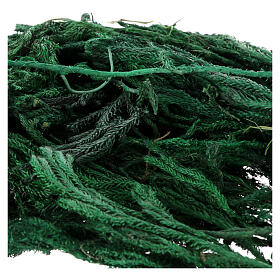 Muschio licopodio 30 gr