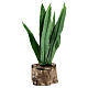 Agave for 8-10 cm Neapolitan Nativity Scene, real h 8 cm s1