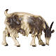 Goat eating to the right painted wood 12 cm Heimatland Val Gardena s1