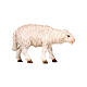 Sheep, head forward, 9.5 cm Heimatland Nativity Scene of painted wood from Val Gardena s2