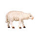 Sheep of painted wood, head forward, for 12 cm Nativity Scene, Heimatland collection, Val Gardena s1