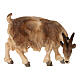 Capra che mangia testa a destra 9,5 cm presepe Mahlknecht legno colorato Val Gardena s1