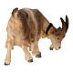 Goat eating head to the right 9.5 cm Mahlknecht nativity colored Val Gardena wood s4