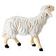Sheep eating head high, 9.5 cm Mahlknecht nativity scene painted Val Gardena wood s4
