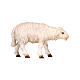 White sheep moving forward 9.5 cm Mahlknecht nativity painted Val Gardena wood s1