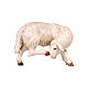 Sheep scratching for painted wood Nativity Scene of 9.5 cm, Mahlknecht collection, Val Gardena s1