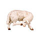 Sheep figurine scratching itself 12 cm Mahlknecht nativity painted Val Gardena wood s1