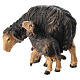 Pecora nera che mangia con agnello 9,5 cm presepe Mahlknecht legno dipinto Val Gardena s2