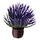 Lavanda in vaso marrone presepe da 10- 12 cm s1