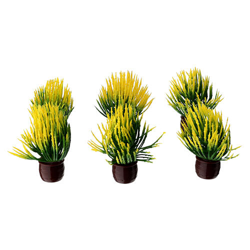 Plante aux feuilles vertes et jaunes crèche 10-12 cm 2