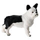 Bouledogue poil blanc et noir crèche 10-12 cm s1