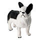 Bulldog pelo bianco e nero presepe 10-12 cm s3