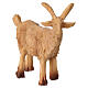 Agnelli in resina presepe 8 cm H reale 5 cm s4