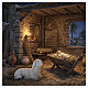 STOCK Painted resin sheep for 60 cm Nativity Scene s2